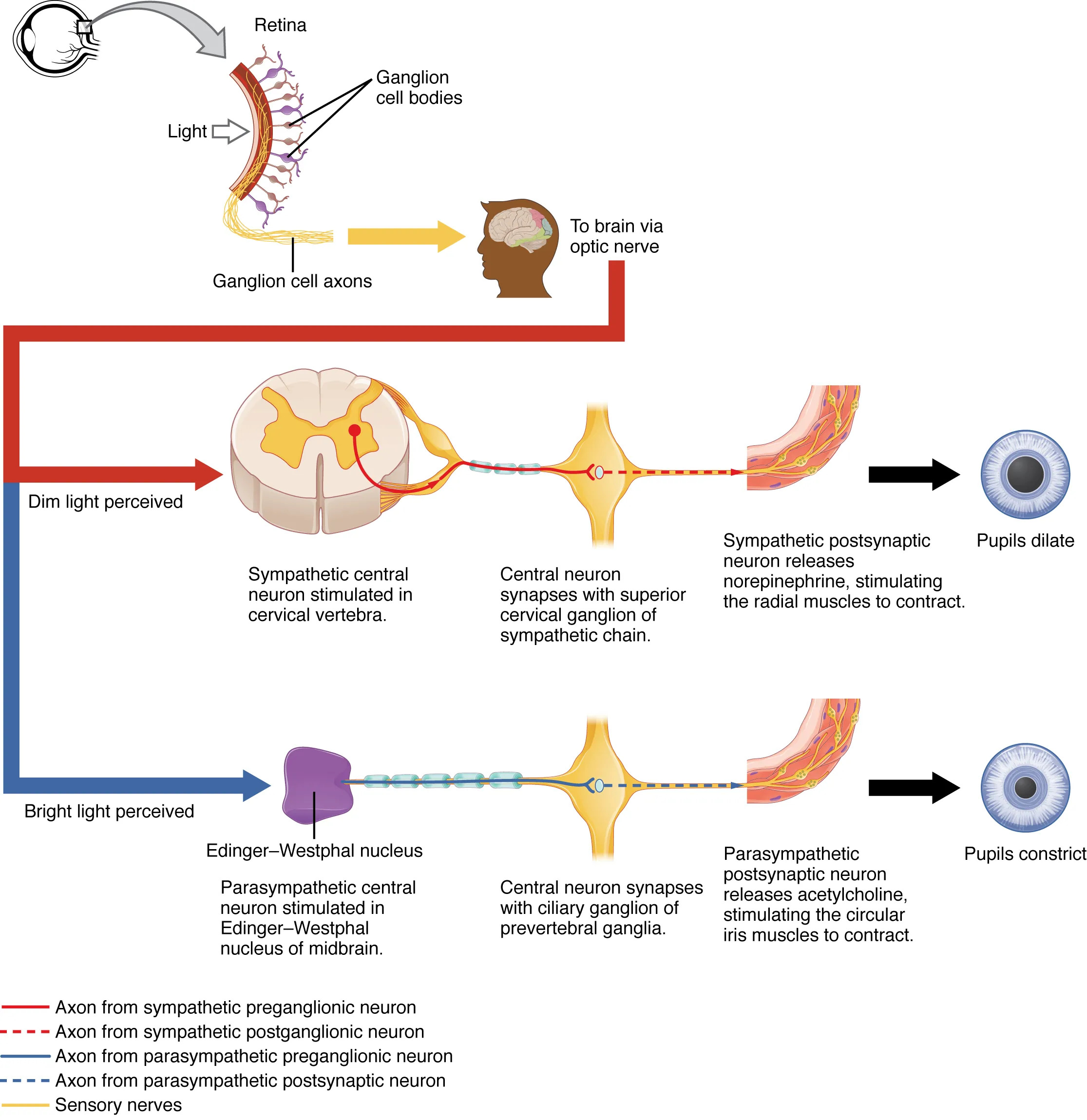 Understanding Autonomic Control of Pupillary Size: A Neural Perspective