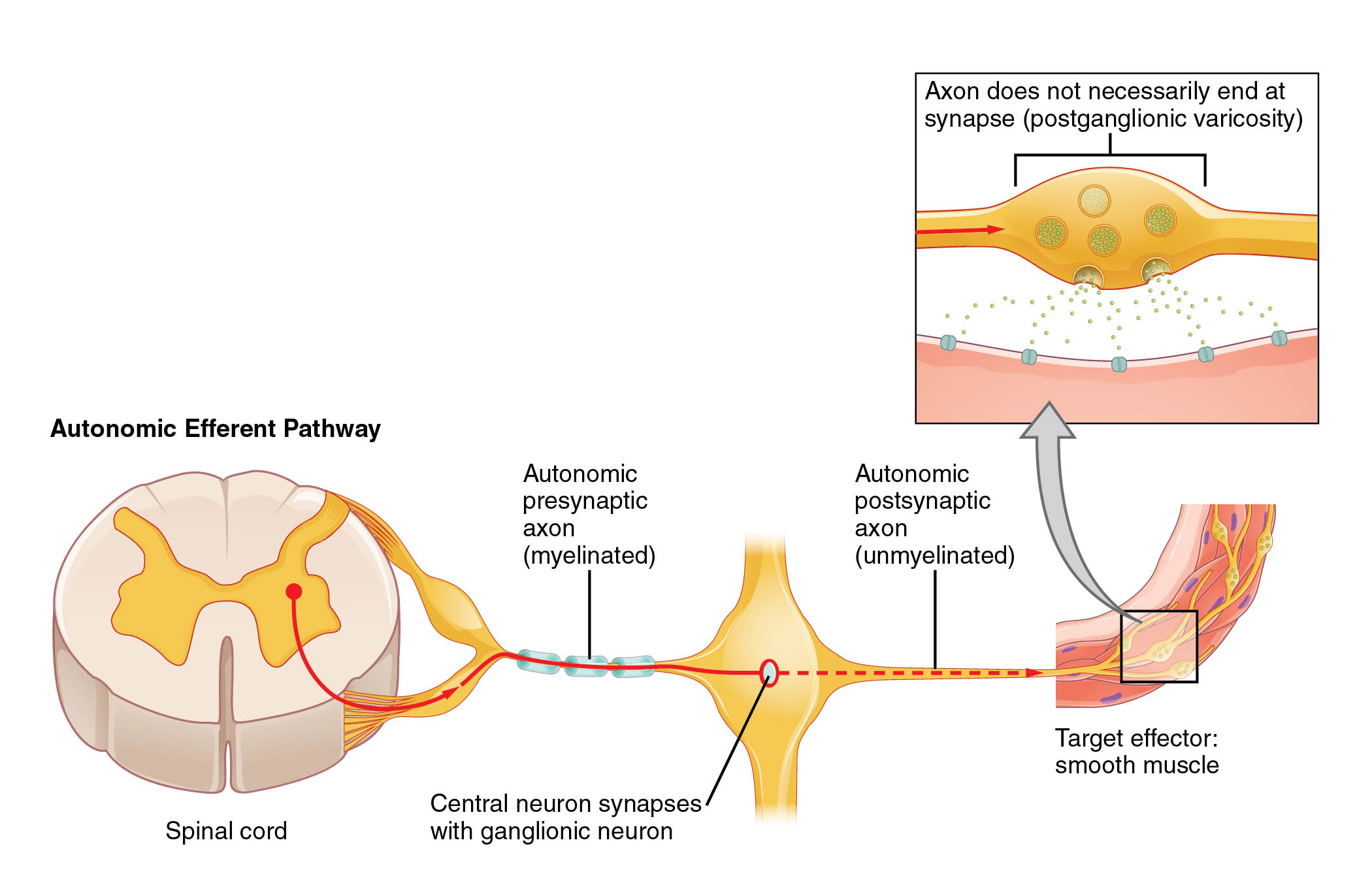 The Autonomic Efferent Pathway: A Neural Transmission in the Autonomic Nervous System