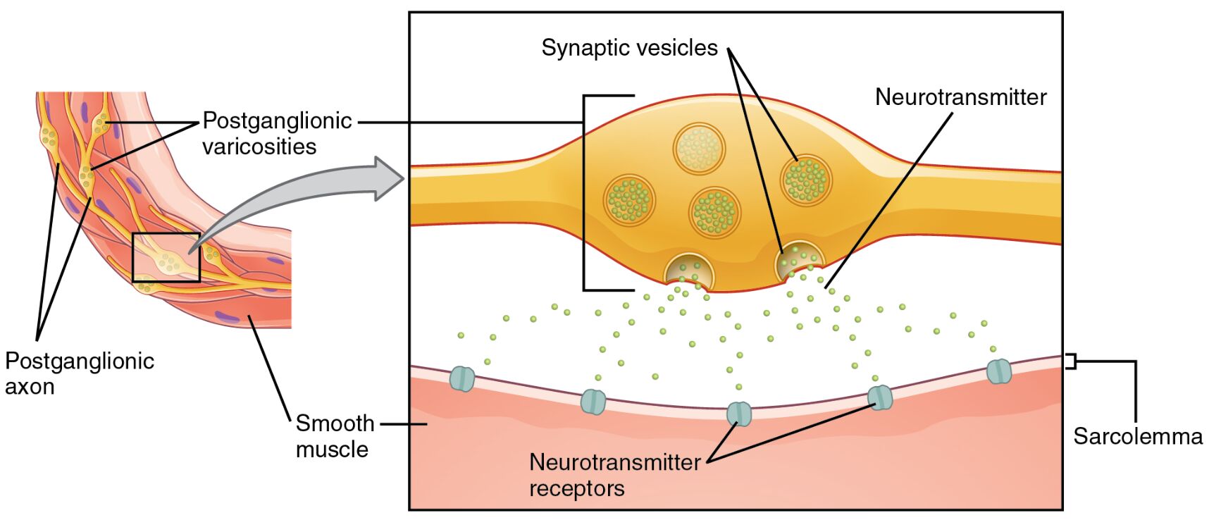 Insights into Autonomic Varicosities and Neural Communication