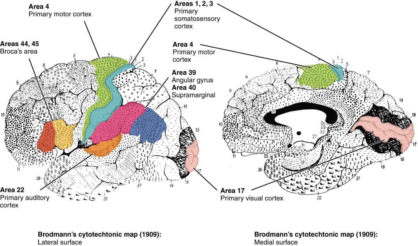 Decoding Brodmann’s Areas of the Cerebral Cortex