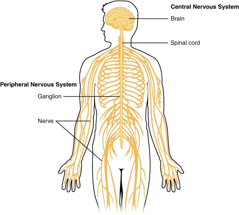 Central and Peripheral Nervous System Anatomy: A Detailed Exploration
