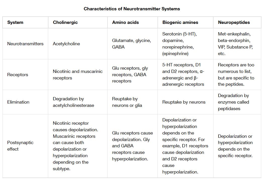 Characteristics of Neurotransmitter Systems: A Comprehensive Guide