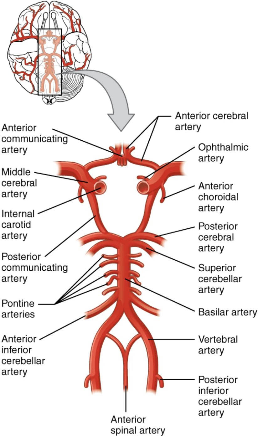 Understanding the Circle of Willis: Key Arteries and Brain Blood Supply