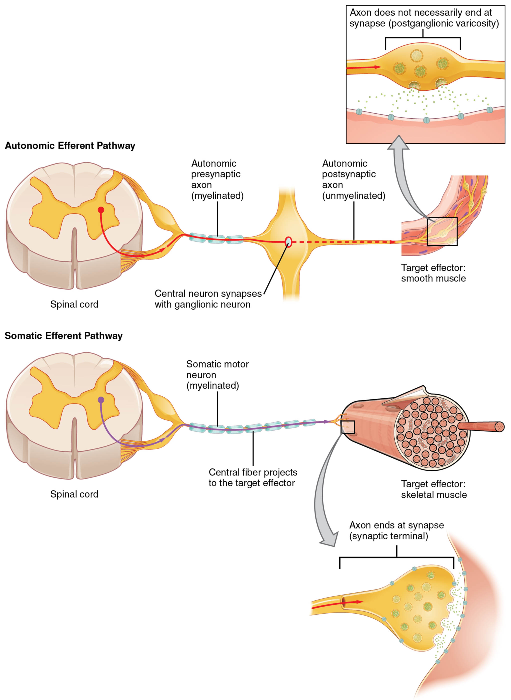 Comparing Somatic and Visceral Reflexes: A Detailed Overview
