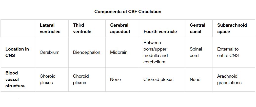 Components of CSF Circulation Chart: Anatomy and Pathways