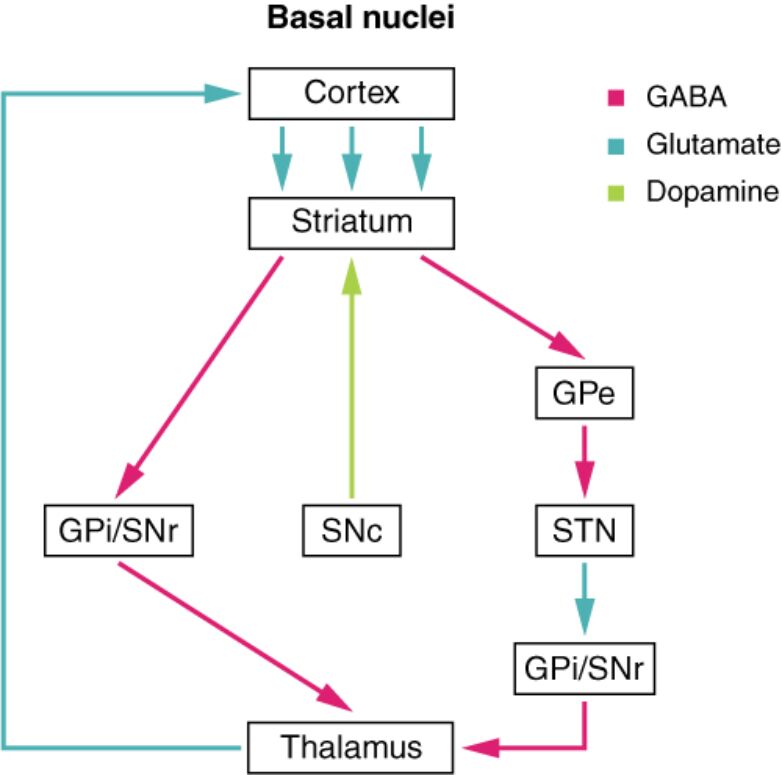 Unraveling the Connections of Basal Nuclei: Pathways and Neurotransmitters Explained