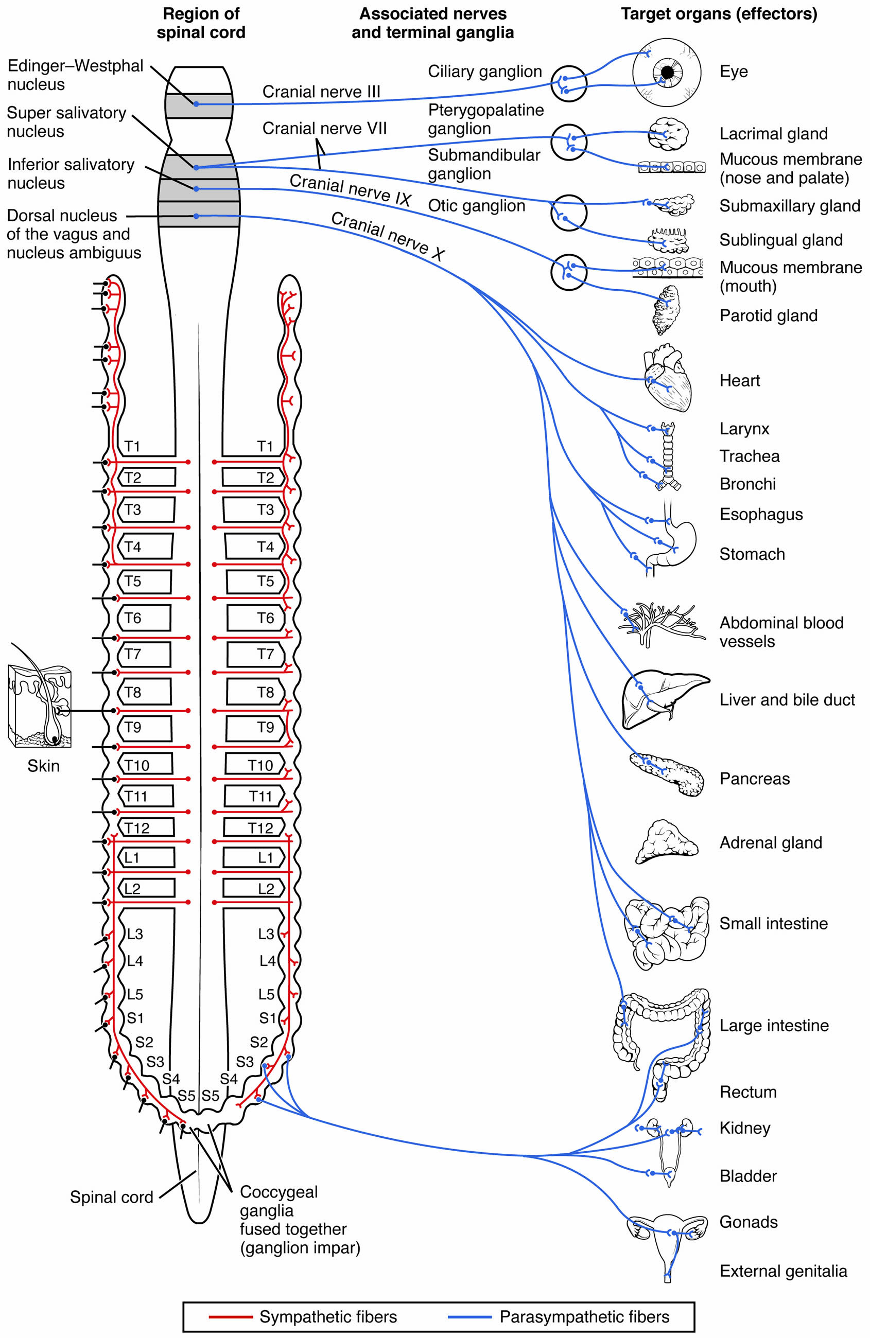 Understanding the Parasympathetic Division of the Autonomic Nervous System