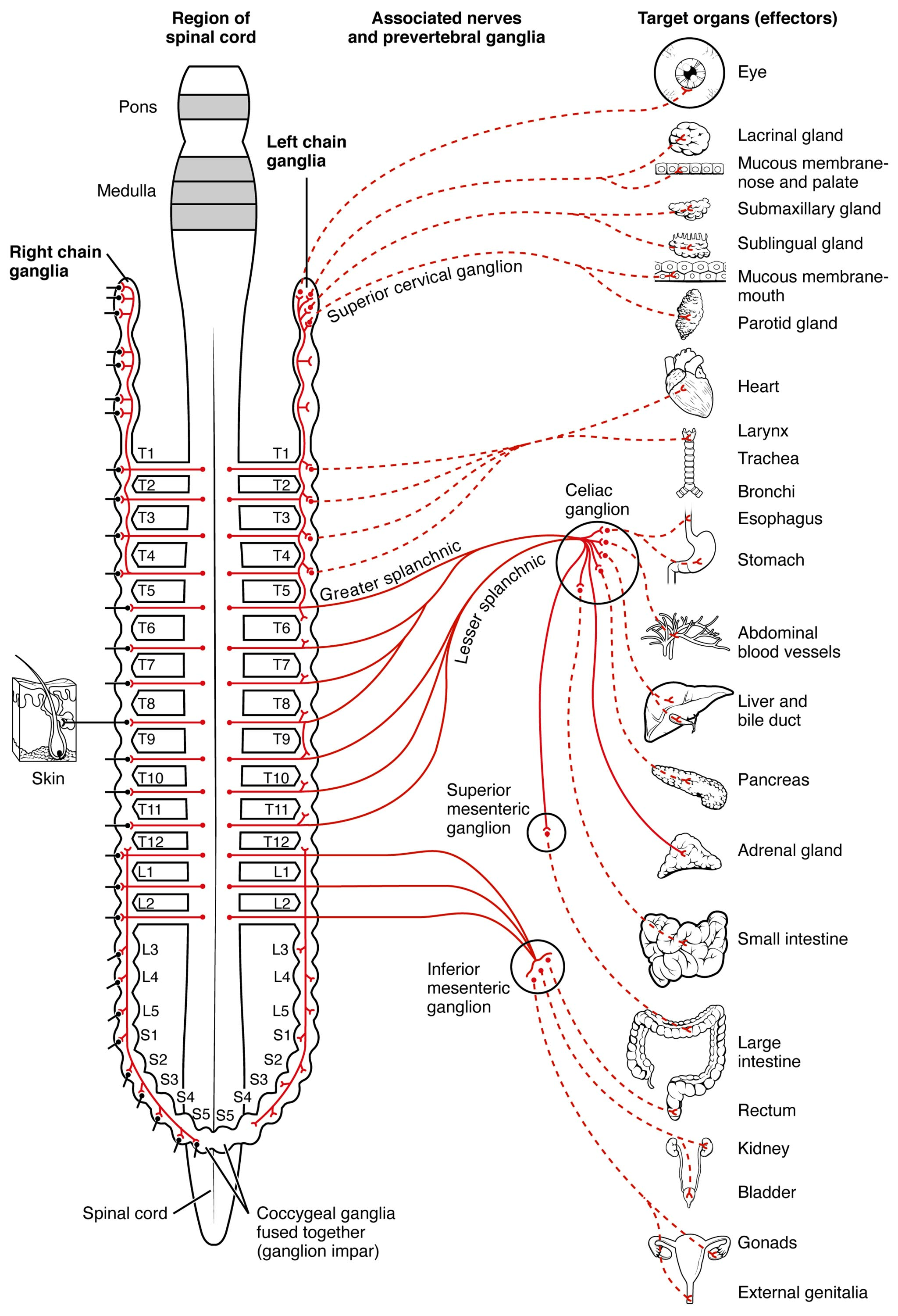 Understanding the Sympathetic Division of the Autonomic Nervous System