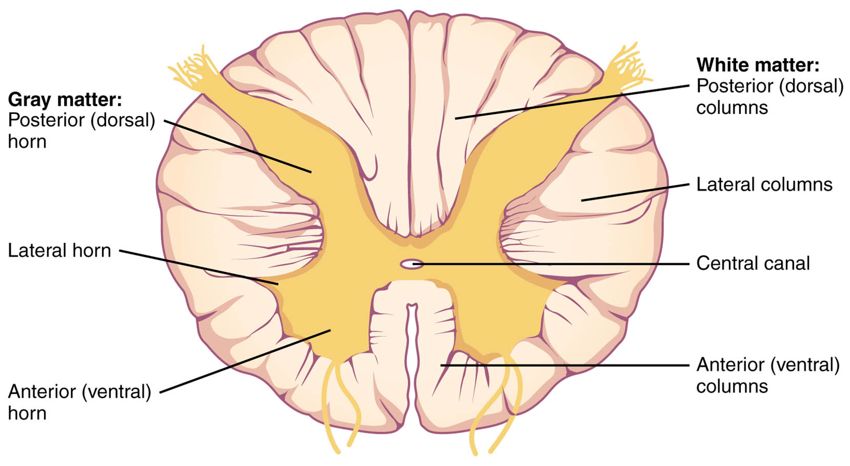 Cross-Section of the Spinal Cord: Detailed Anatomical Structure