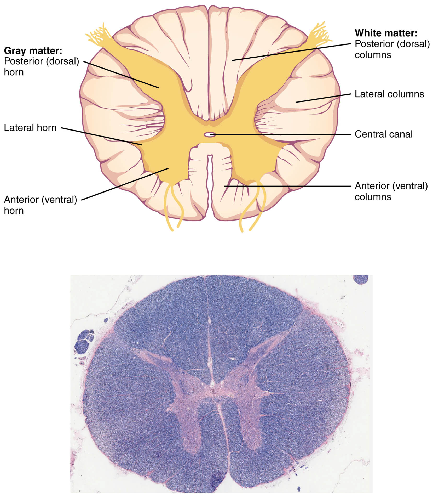 Cross-Section of the Spinal Cord: Anatomy and Microscopic Insights