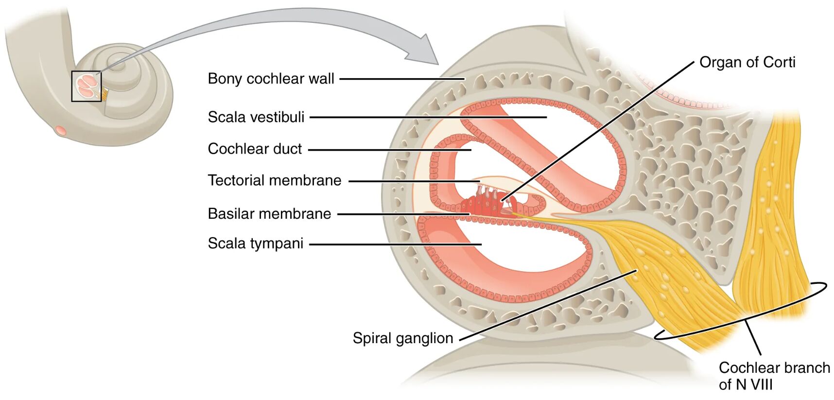 Cross Section of the Cochlea: Anatomy and Function Unveiled