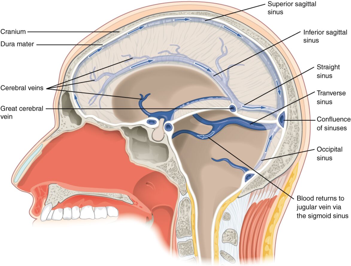 Exploring Dural Sinuses and Cerebral Veins: Anatomy and Function