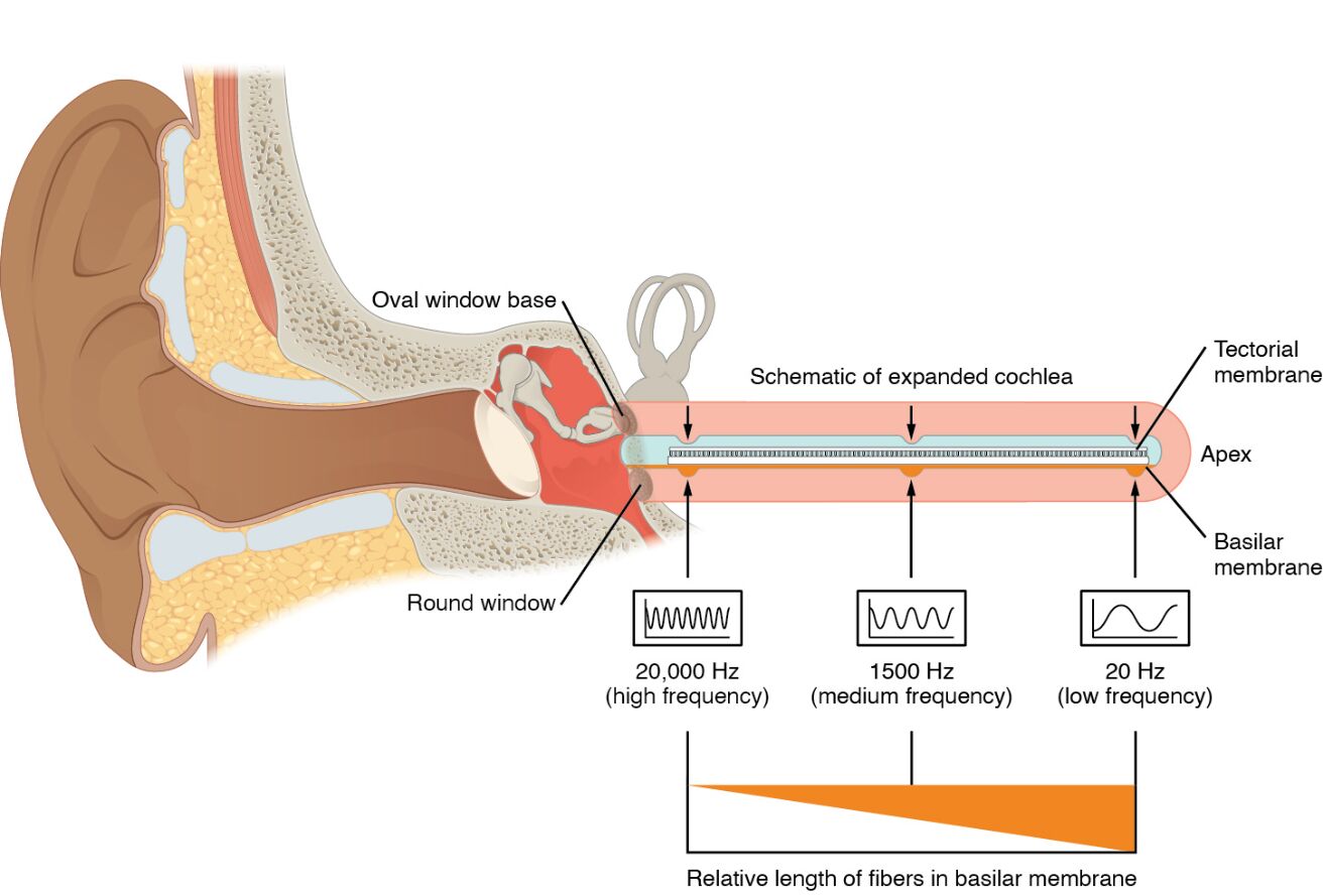 Frequency Coding in the Cochlea: Understanding Sound Perception