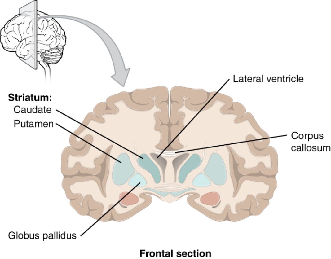 Exploring the Frontal Section of Cerebral Cortex and Basal Nuclei