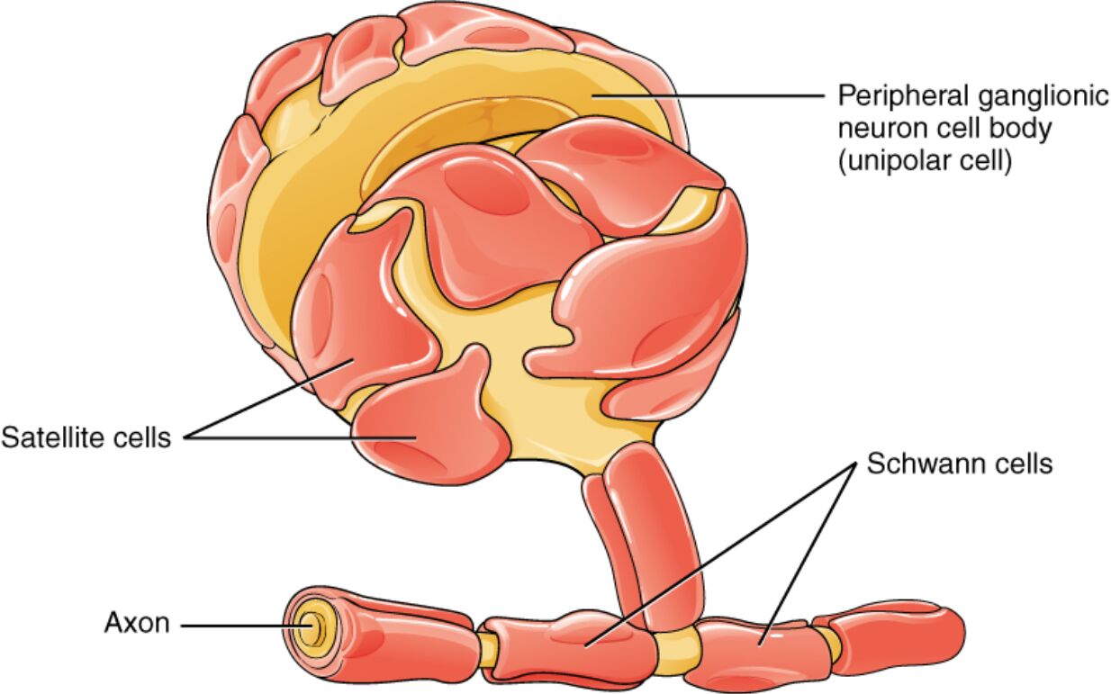 Glial Cells of the PNS: Satellite Cells, Schwann Cells, and Their Roles Explained