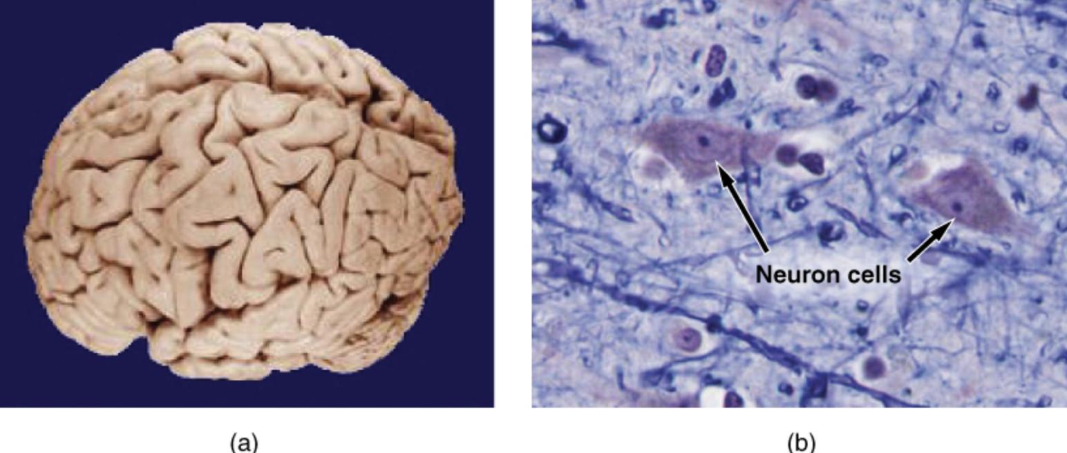 Gross and Microscopic Anatomy of the Human Brain and Nerve Cell