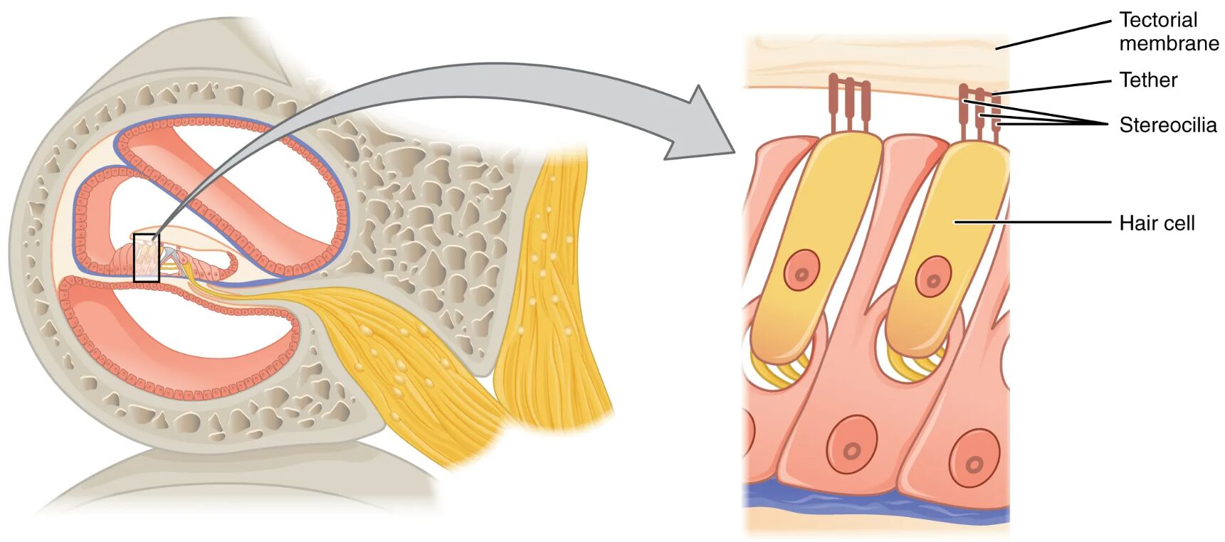 Hair Cells in the Cochlea: Anatomy and Auditory Role