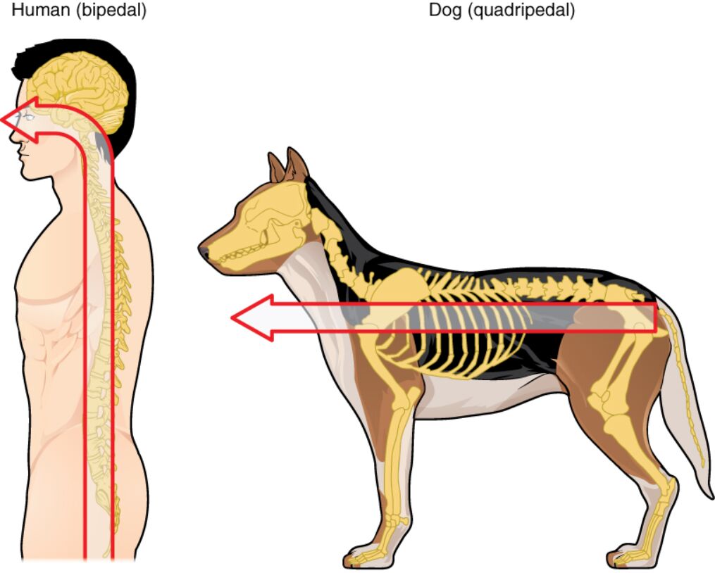 Comparative Anatomy of the Neuraxis: Human vs. Dog Explained