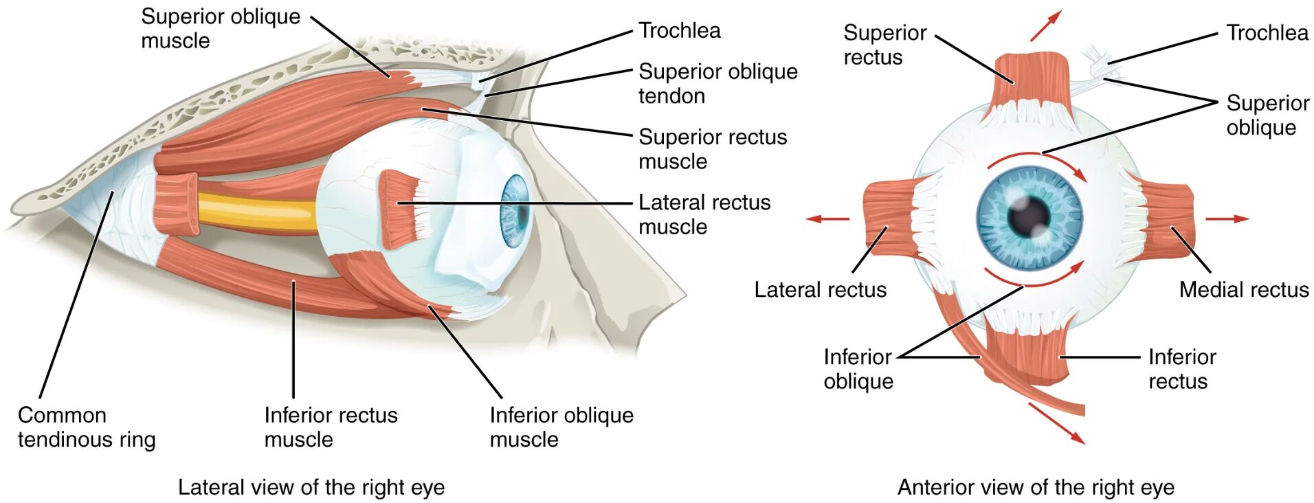 Understanding the Extraocular Muscles: Lateral and Anterior Views of the Right Eye
