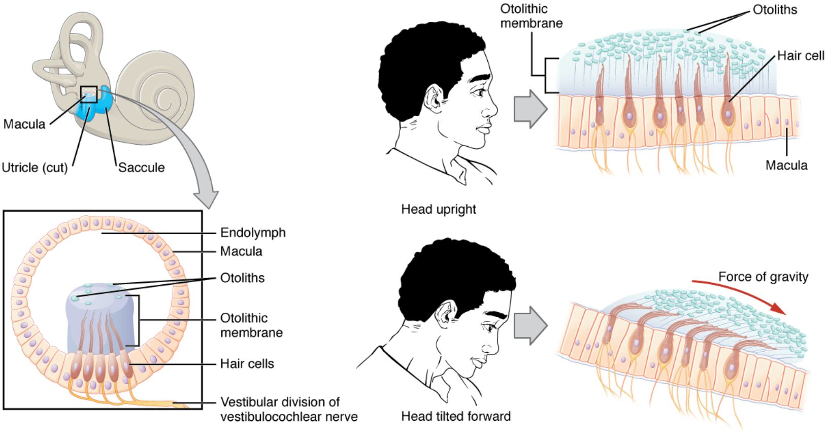 Understanding the Maculae: Sensors of Linear Acceleration in the Inner Ear
