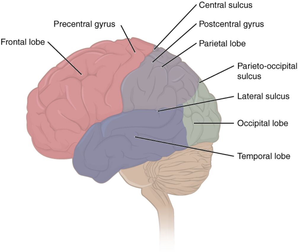 Understanding the Lobes of the Cerebral Cortex