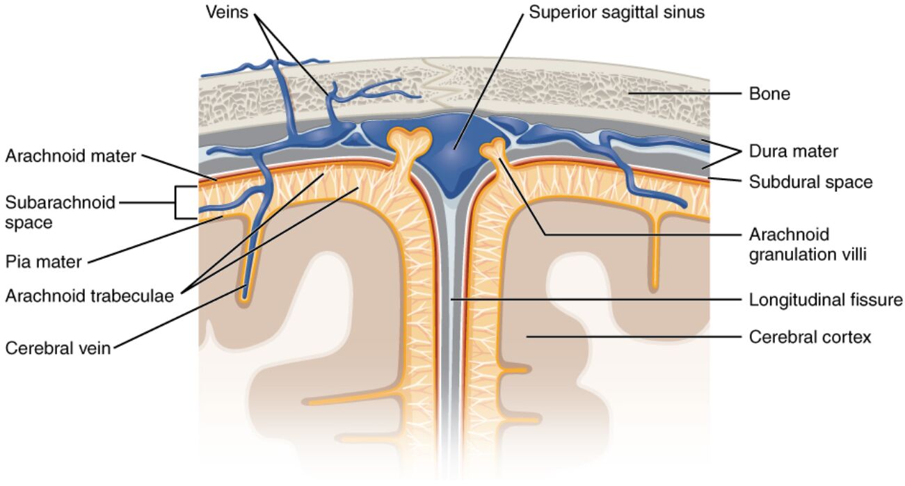 Meningeal Layers and Superior Sagittal Sinus: Anatomy and Function