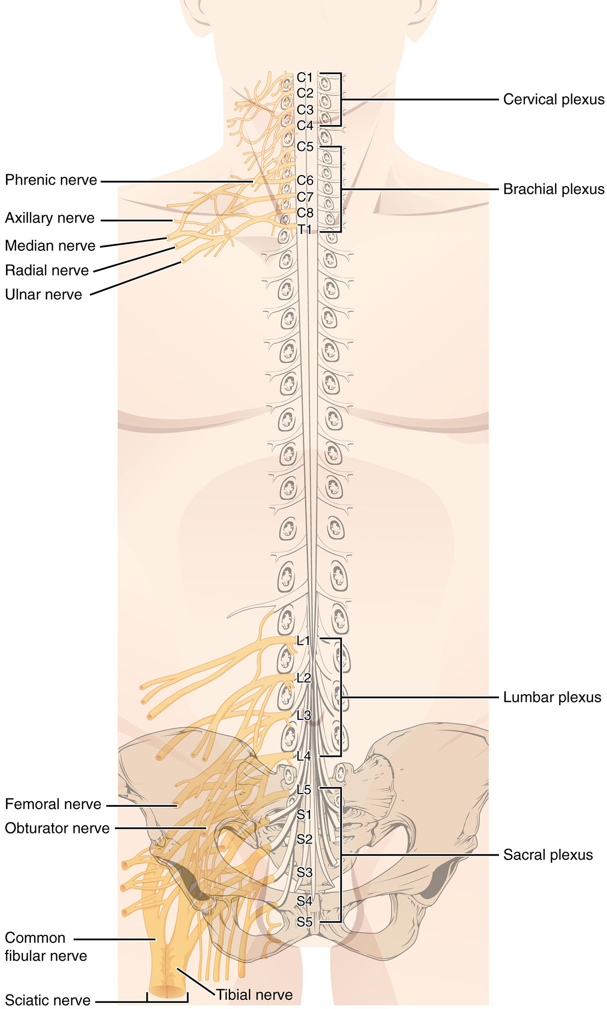 Exploring the Nerve Plexuses of the Human Body: Anatomy and Functions