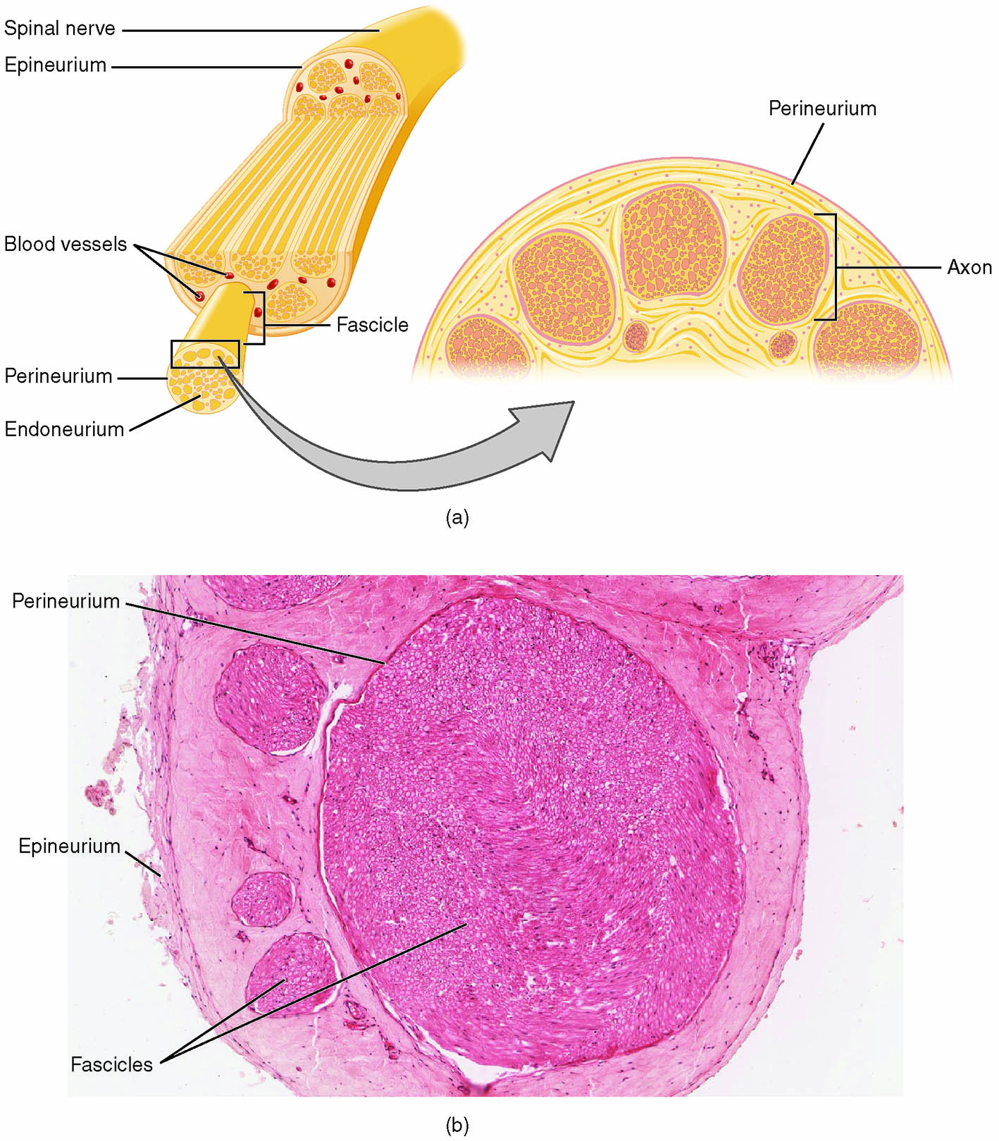 Nerve Structure and Microscopic Anatomy: A Comprehensive Overview