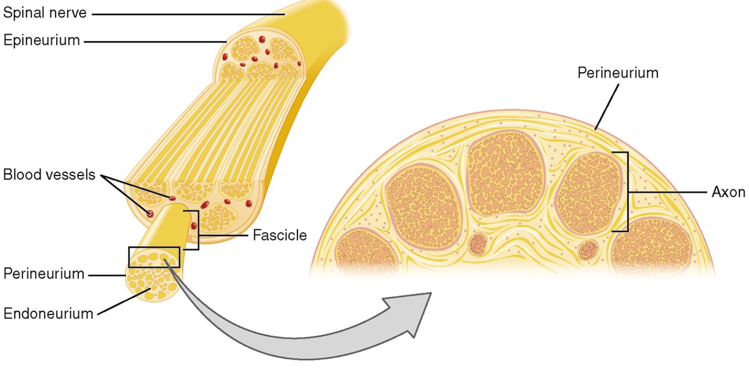 Nerve Structure with Labels: Anatomy and Function Explained