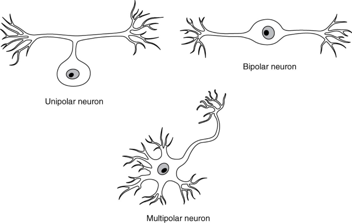 Types of Neurons: Unipolar, Bipolar, and Multipolar Explained
