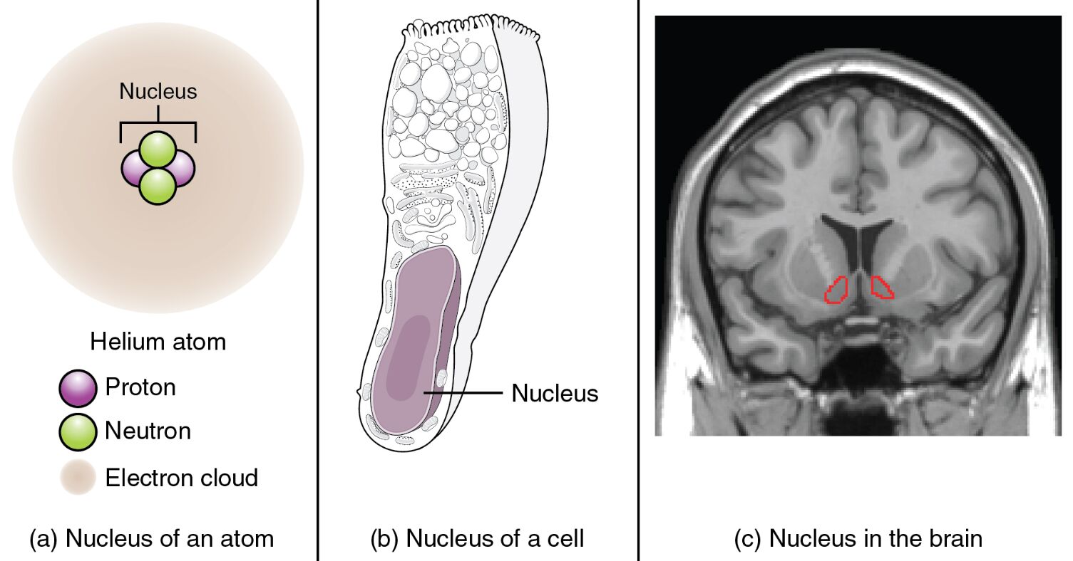 Nucleus Anatomy: From Atom to Cell to Brain
