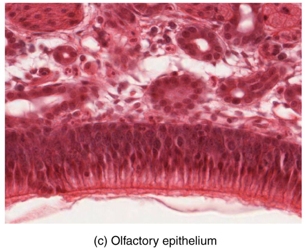 Olfactory Epithelium Under Microscope: A Detailed Anatomical View