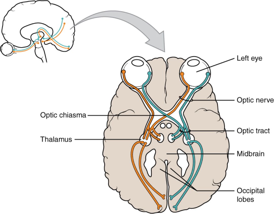 Optic Nerve Versus Optic Tract Anatomy: A Visual Pathway Guide
