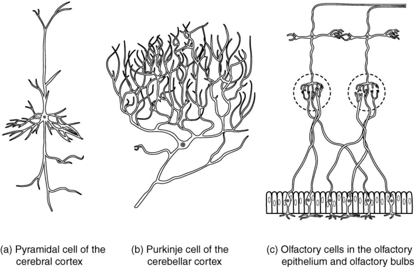 Specialized Neuron Types: Pyramidal, Purkinje, and Olfactory Cells Explained