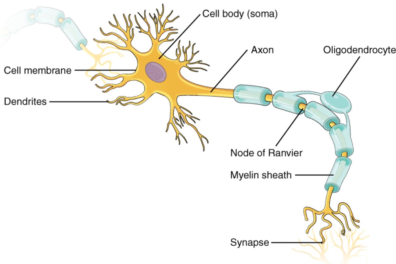 Understanding the Anatomy of a Neuron: Parts and Functions