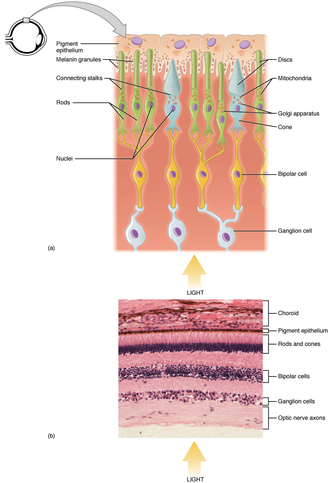 Insights into Photoreceptors: Anatomical Structure and Microscope View