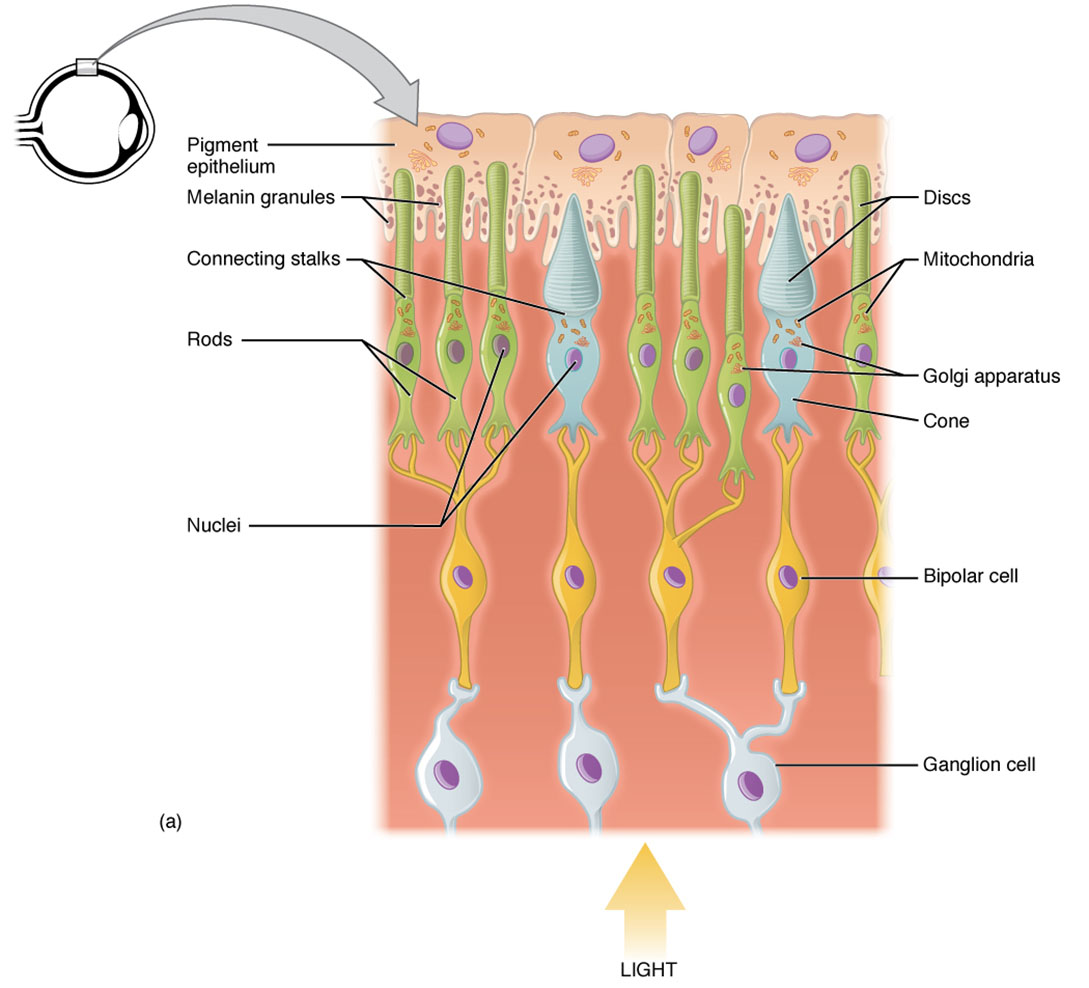 Understanding Photoreceptors: Anatomical Structure of the Eye