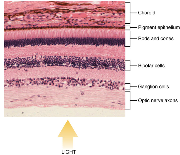 Exploring Photoreceptors: A Microscope View of Retinal Tissue