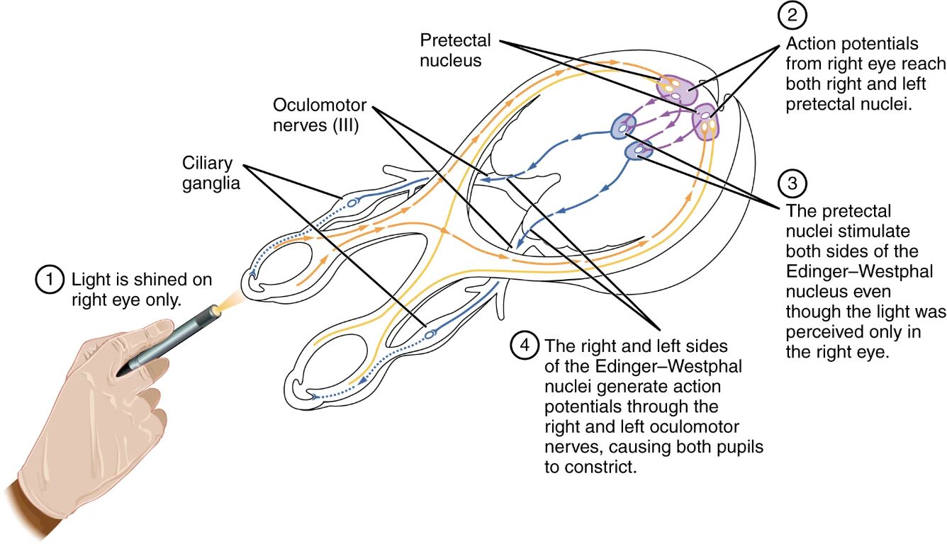 Unveiling the Pupillary Reflex Pathways: A Neural Insight