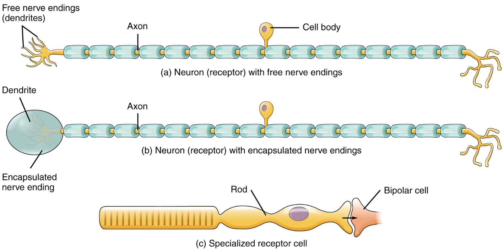 Understanding Receptor Classification by Cell Type in Sensory Neurons