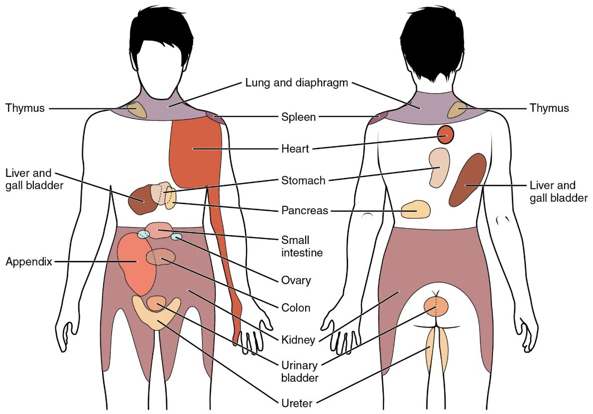 Exploring the Referred Pain Chart: Understanding Visceral Sensations