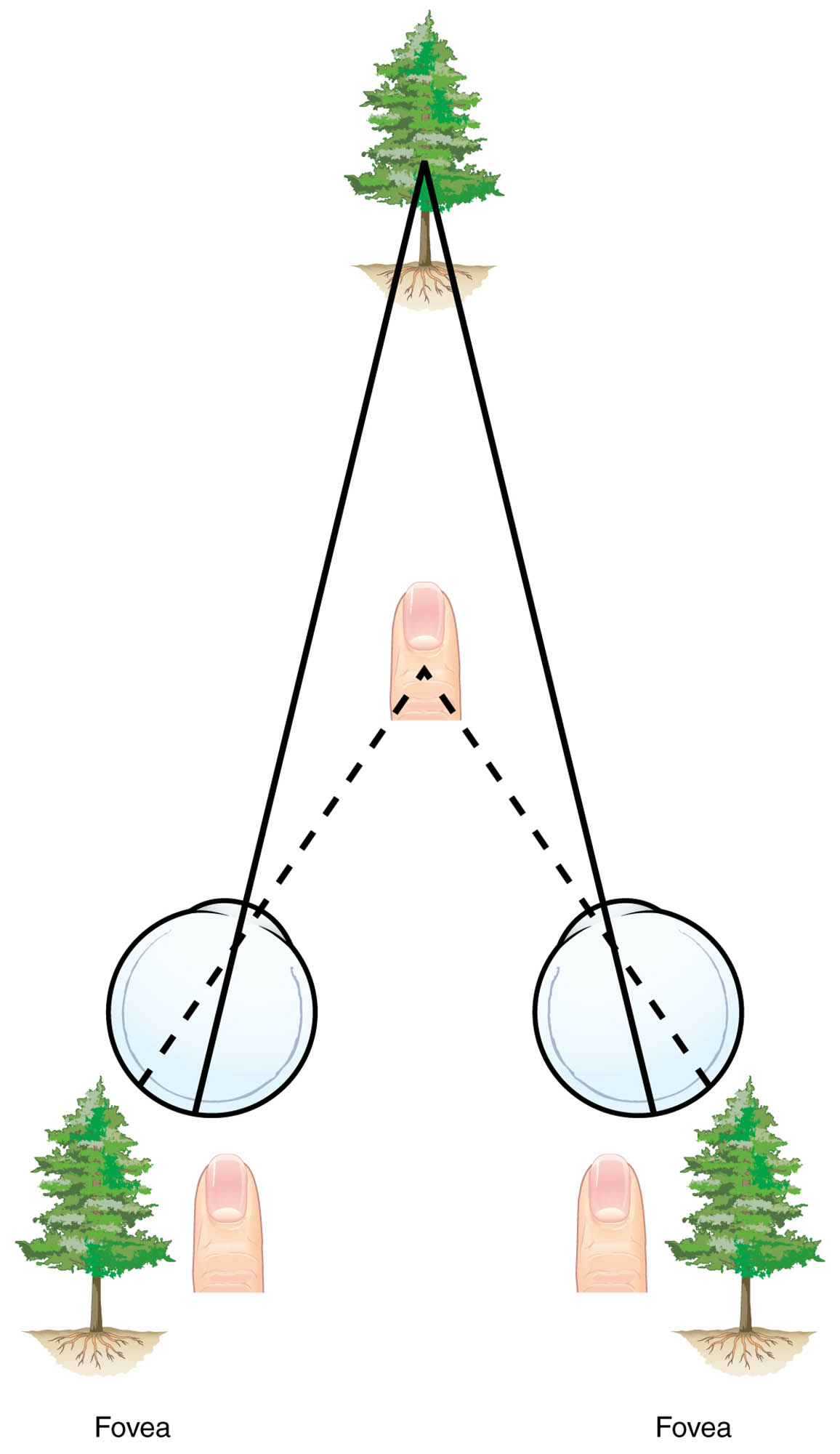 Understanding Retinal Disparity: A Key to Depth Perception in Vision