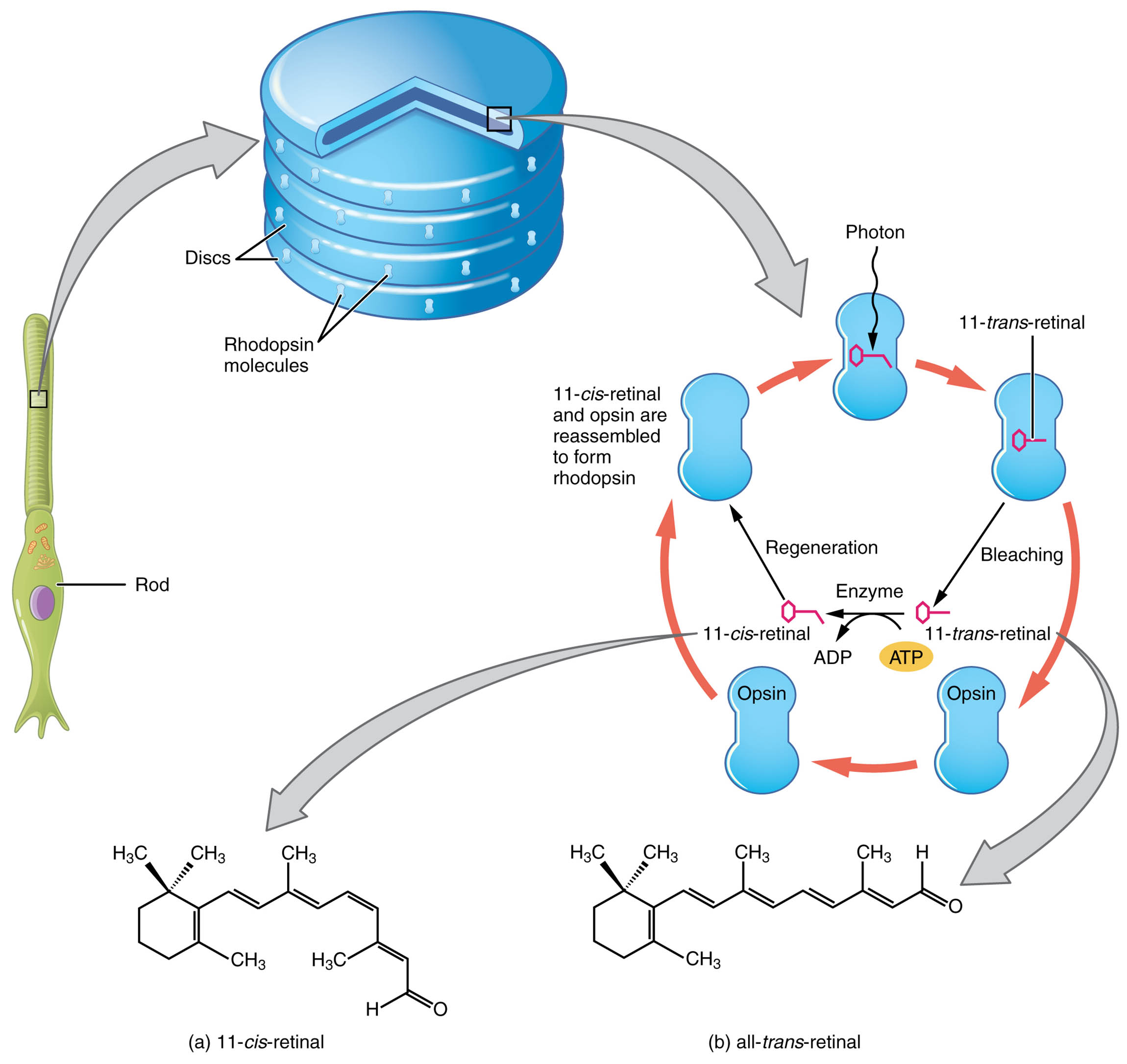 Understanding Retinal Isomers: Key to Vision Process