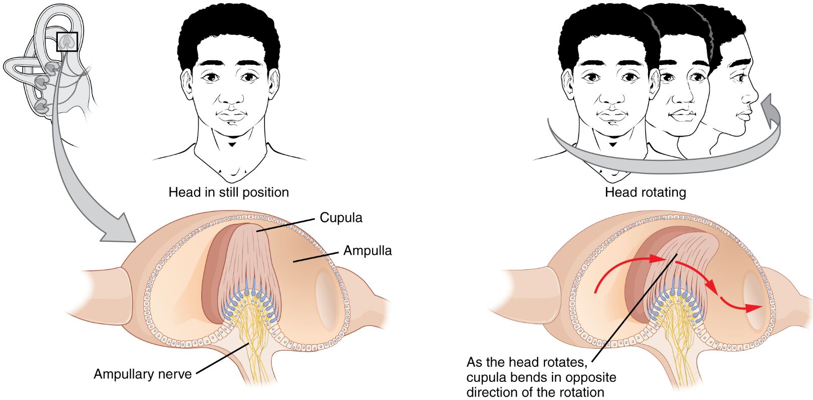 Exploring the Semicircular Canals: How They Detect Rotational Movement