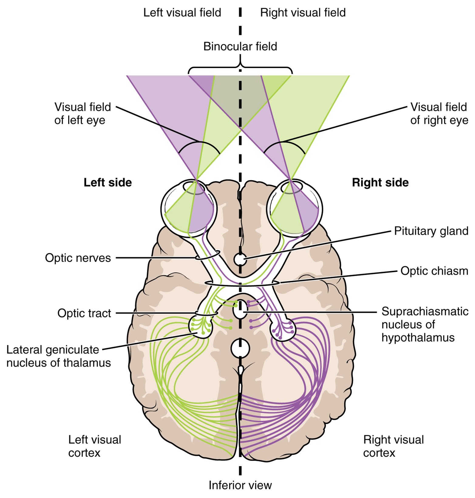 Optic Chiasm: Segregation of Visual Field Information Unveiled