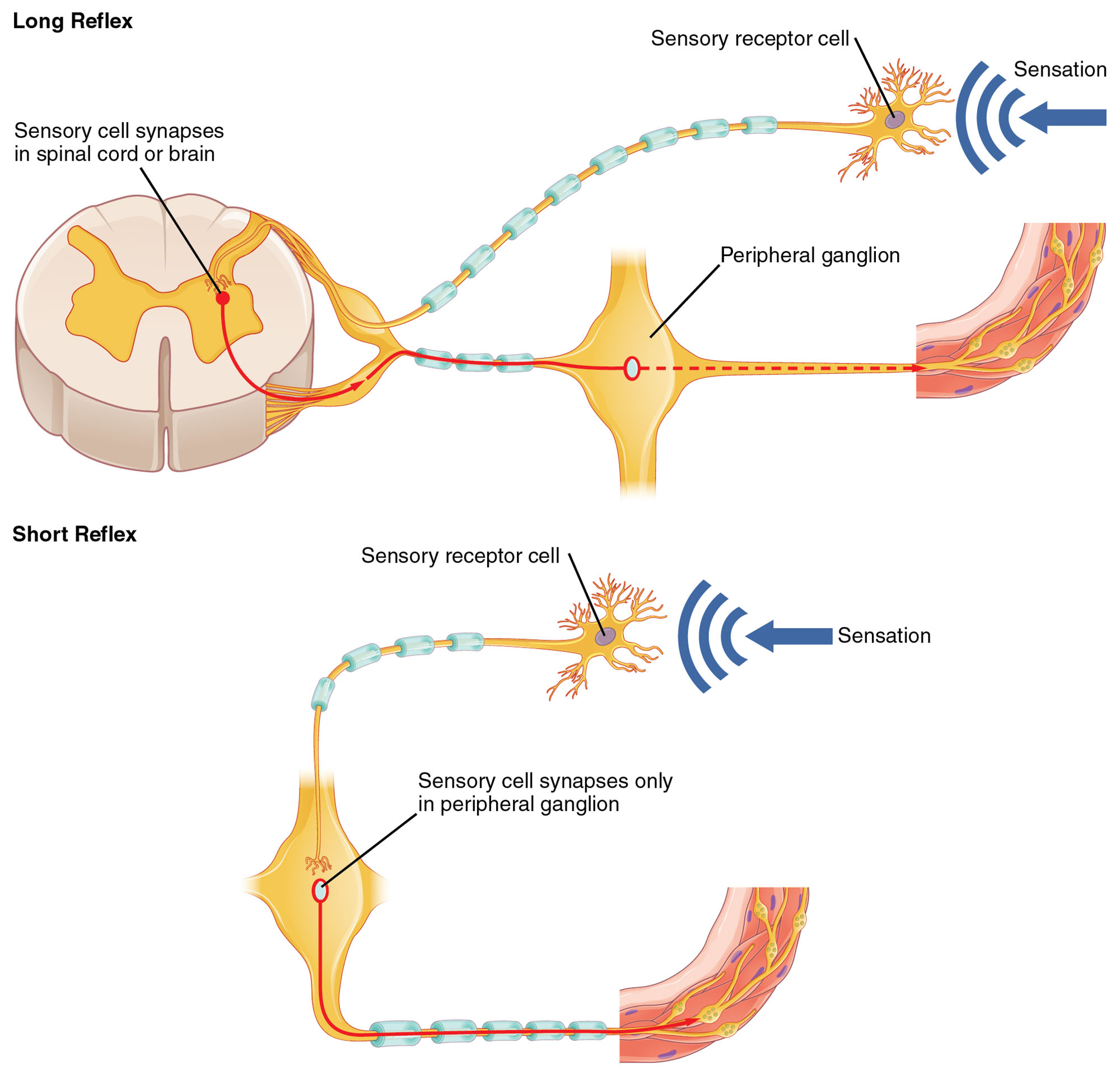 Decoding the Short and Long Reflexes: A Guide to Neural Responses