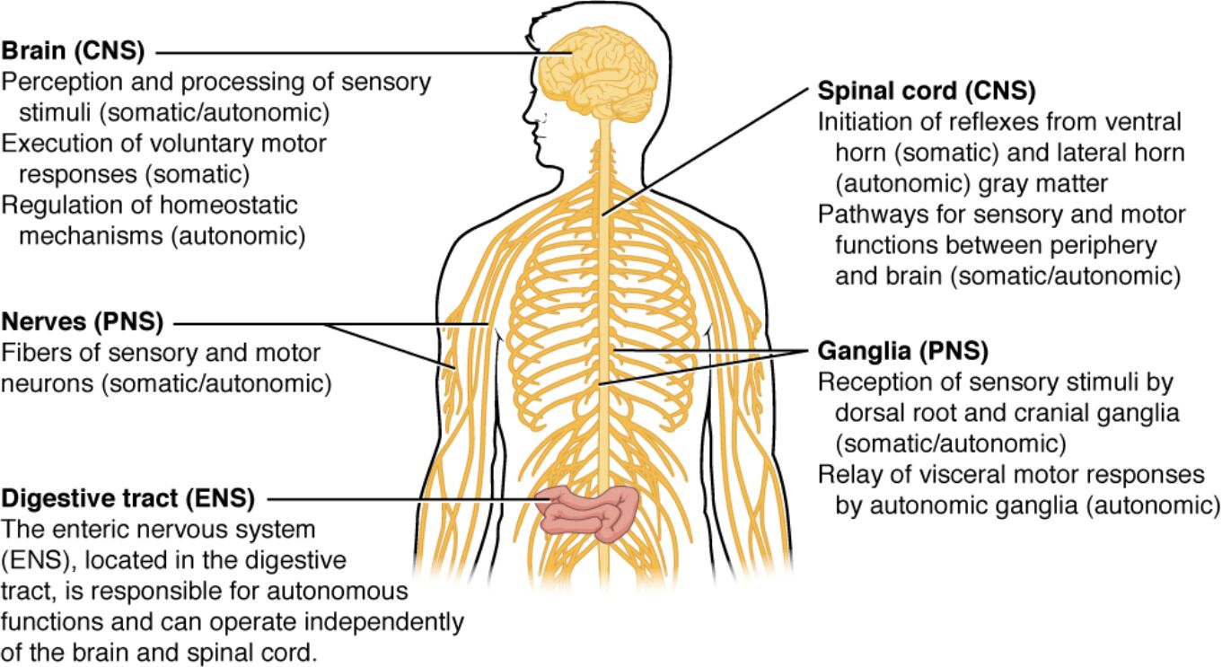 Understanding the Somatic, Autonomic, and Enteric Divisions of the Nervous System