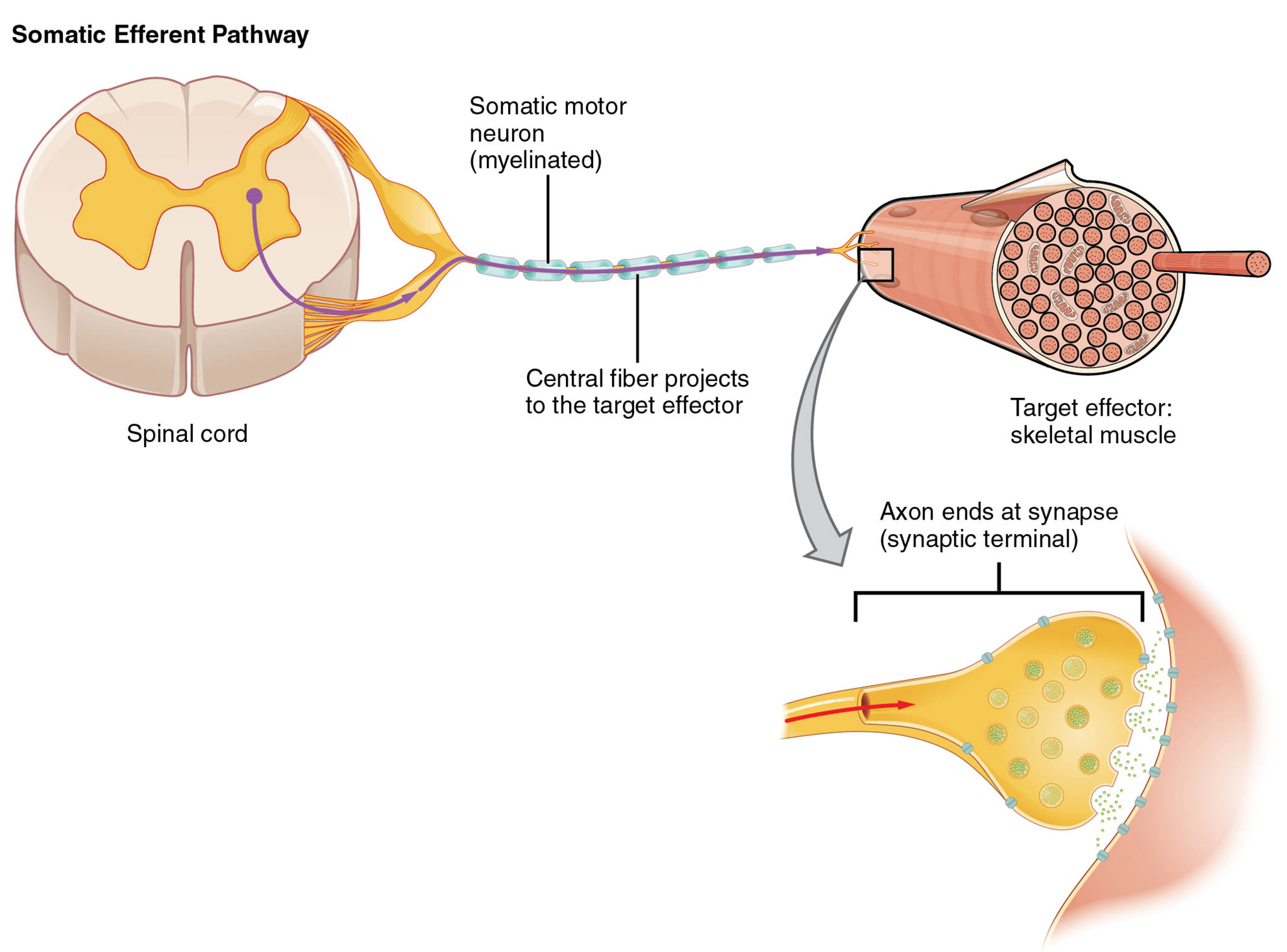 Understanding the Somatic Efferent Pathway: Anatomy and Physiology