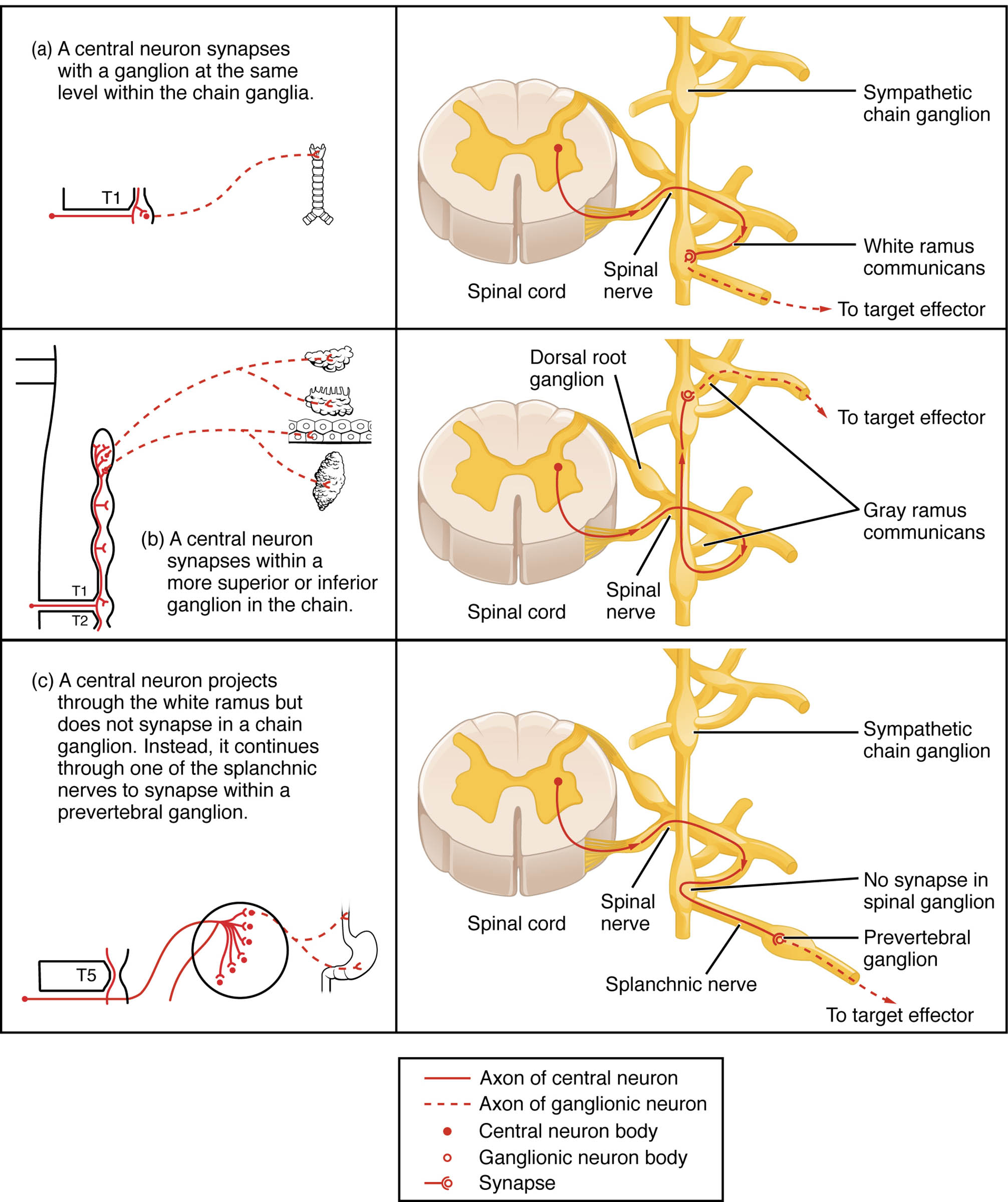 Exploring Sympathetic Connections and Chain Ganglia in the Nervous System