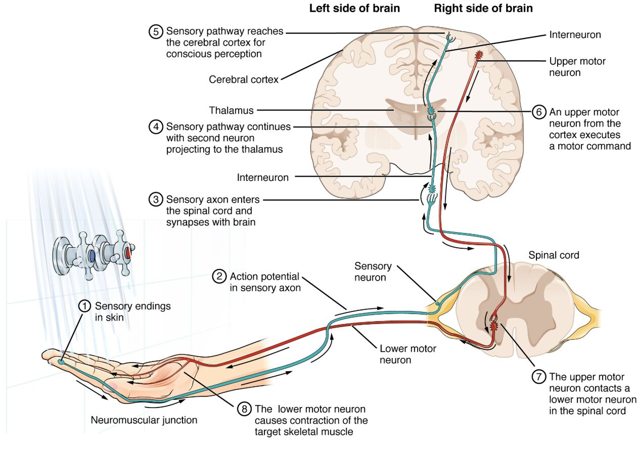 The Neural Pathway for Sensation and Movement: Testing the Water Explained